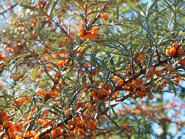 Zweig mit Sanddorn Beeren