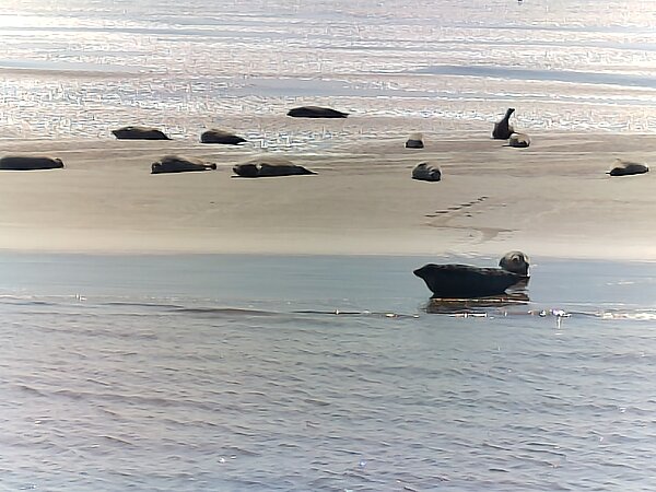 Meer Roben