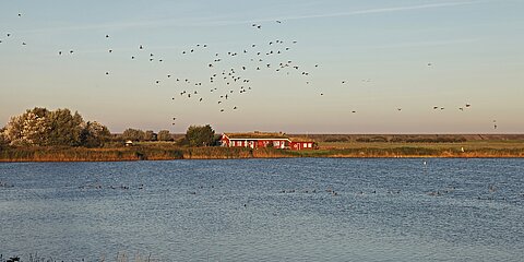 Katinger Watt Tönning