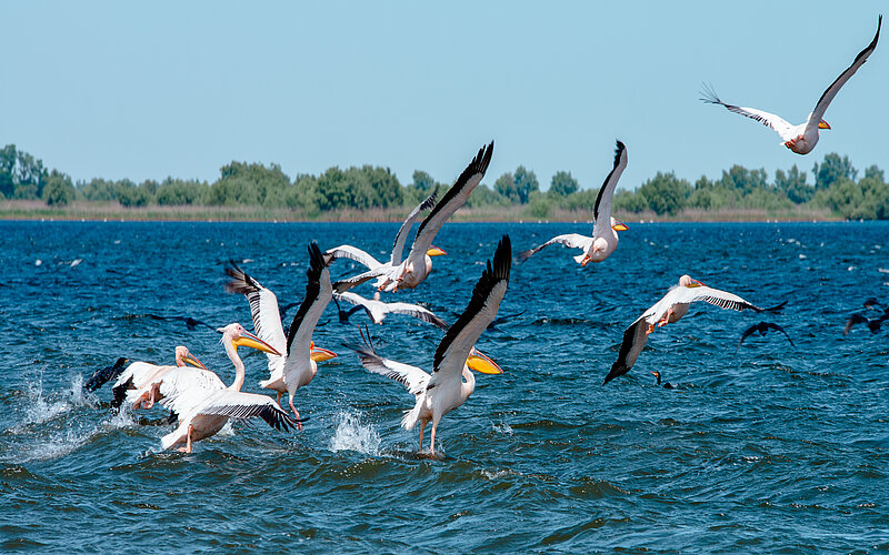Pelikane beim Donau-Delta in Sulina am Meer
