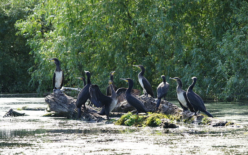 Wasservögel bei Sulina im Donau-Delta