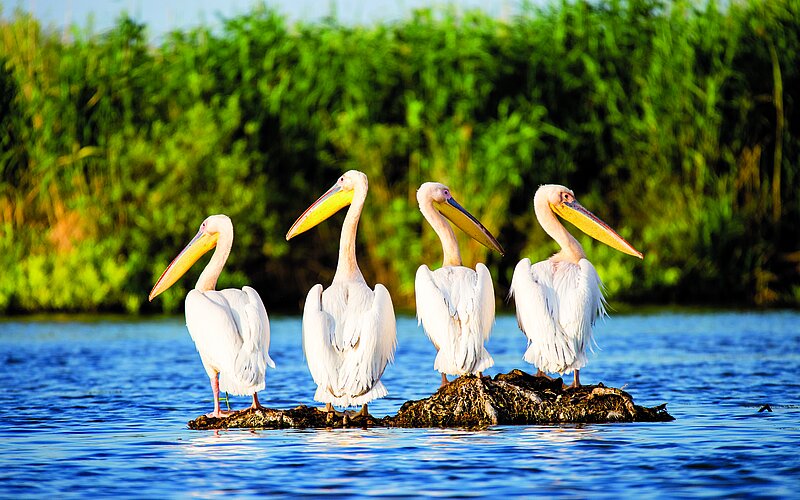 Pelikane am Donau-Delta bei Sulina