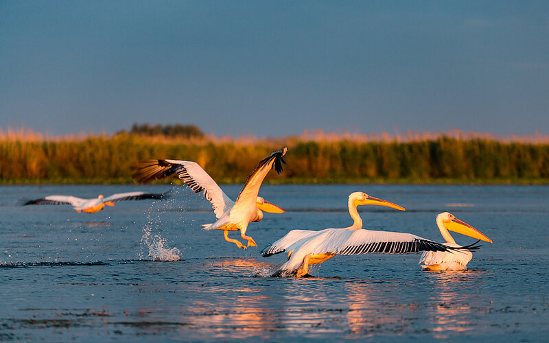 Pelikan im Donau-Delta bei Sulina