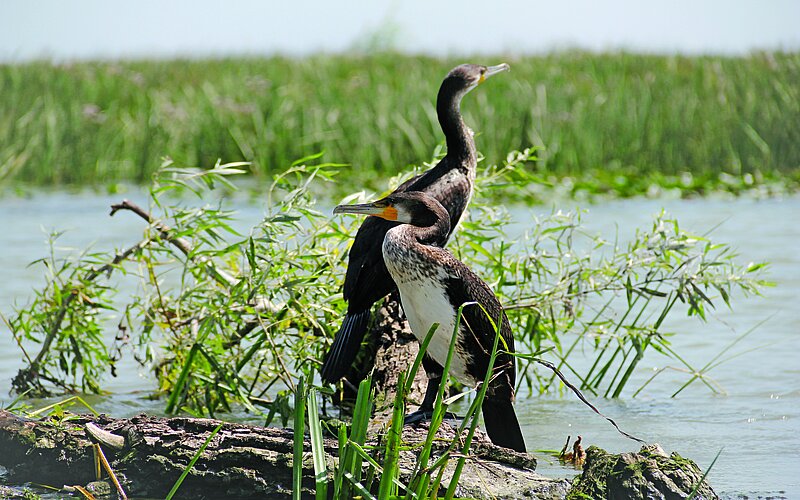 Wasservögel am Donau-Delta