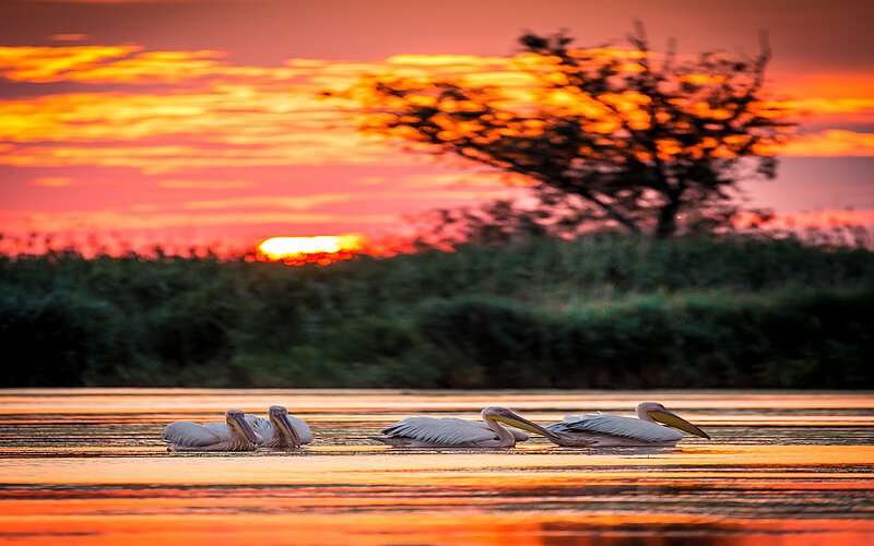 Pelikane in Sulina bei Sonnenuntergang