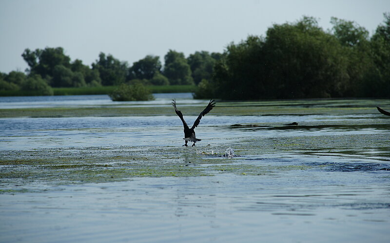 Naturwunder Donau-Delta mit Vögeln