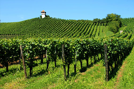 Weingarten in Hagnau